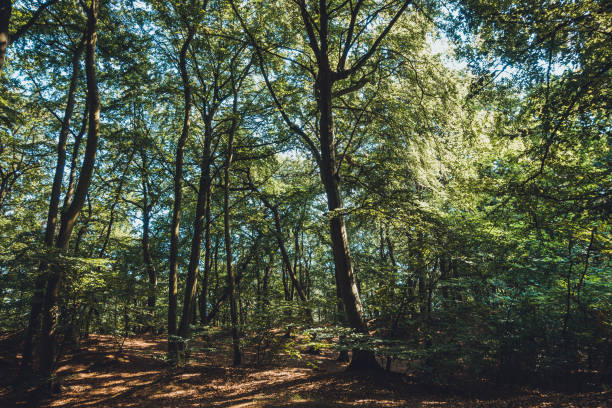 istock typical forest scene near the baltic sea 1167617464