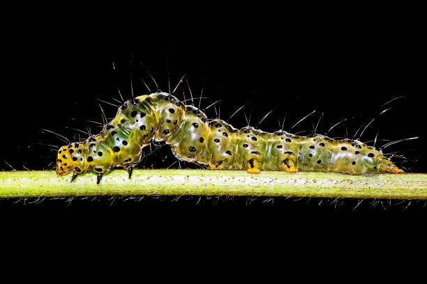 istock Crawling caterpillar on dry branch. 1167617587
