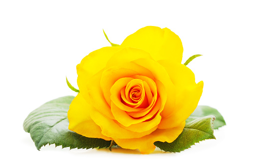 Beautiful yellow roses isolated on a white background.