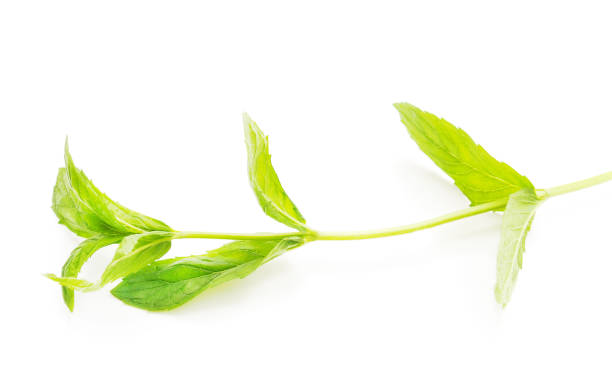 istock Green branch of mint. 1167618427