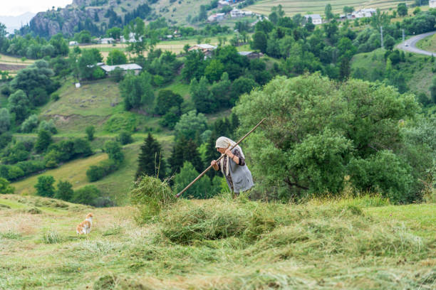 Artvin, Turkey  - July 2019 : Rustic Woman Working in Field (with Straws)
