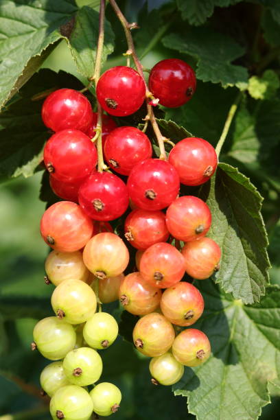 red currant or redcurrant (ribes rubrum) belong to gooseberry family. there are ripened bright translucent edible berries and unripe (no ripe) green fruit. - berry fruit currant variation gooseberry imagens e fotografias de stock