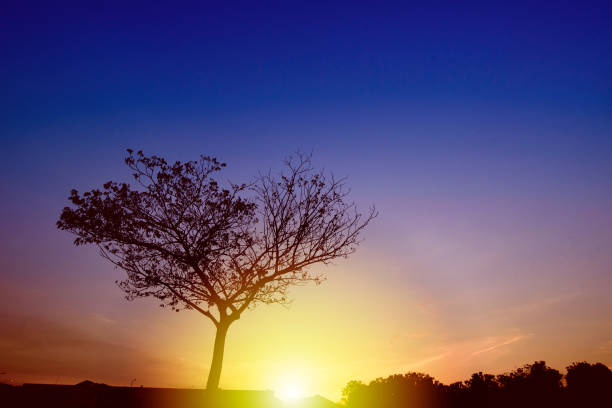 Image of Beautiful sunset with a single tree in silhouette.