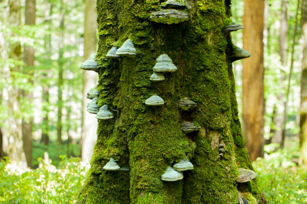 istock bark of a mossy tree with fungi 1167621522