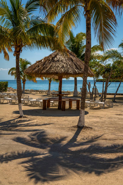 istock Palm trees and chairs in Belize 1167621810