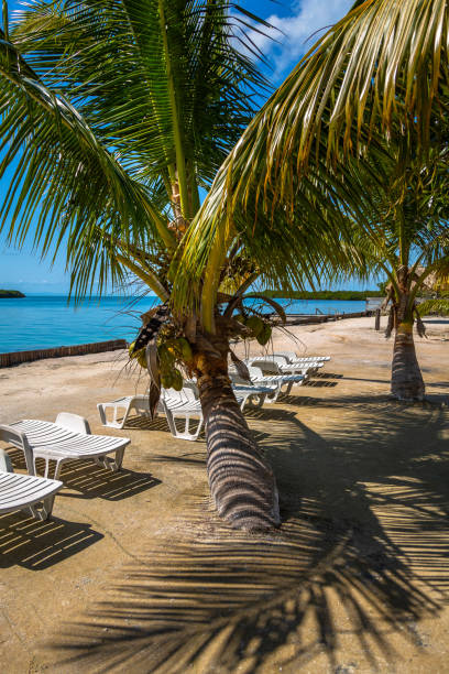 istock Palm trees and chairs in Belize 1167621816