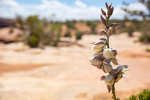 Blooming yucca, Arizona US. Canyon de Chelly. Desert plant with white color flowers, blur desert landscape background