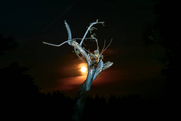 Silhouette of single tree with no leaves with low sun behind