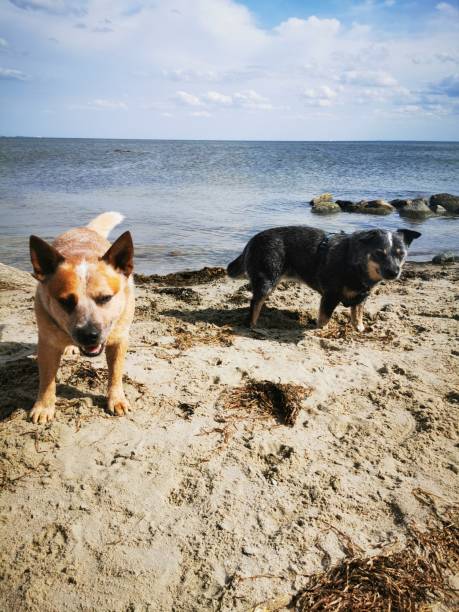istock Australian Cattle Dog on the beach 1167624295