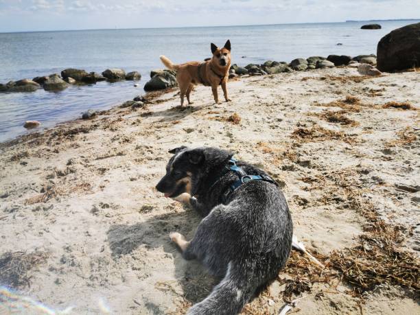 istock Australian Cattle Dog on the beach 1167624392
