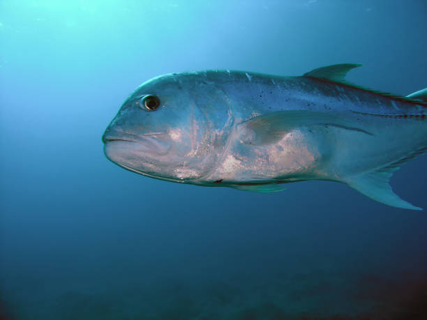 istock Bigeye Trevally (Caranx sexfasciatus) in Egypt 1167624404