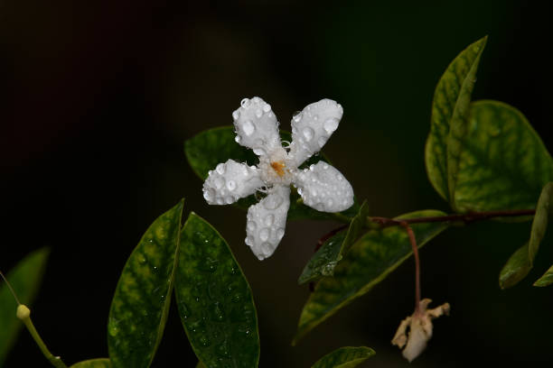 The remaining dew clings to the White flower that is blooming against the background of green grass\