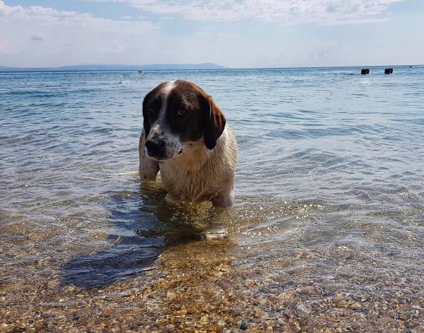istock Dog in the sea 1167625510