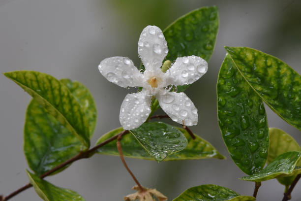 The remaining dew clings to the White flower that is blooming against the background of green grass\