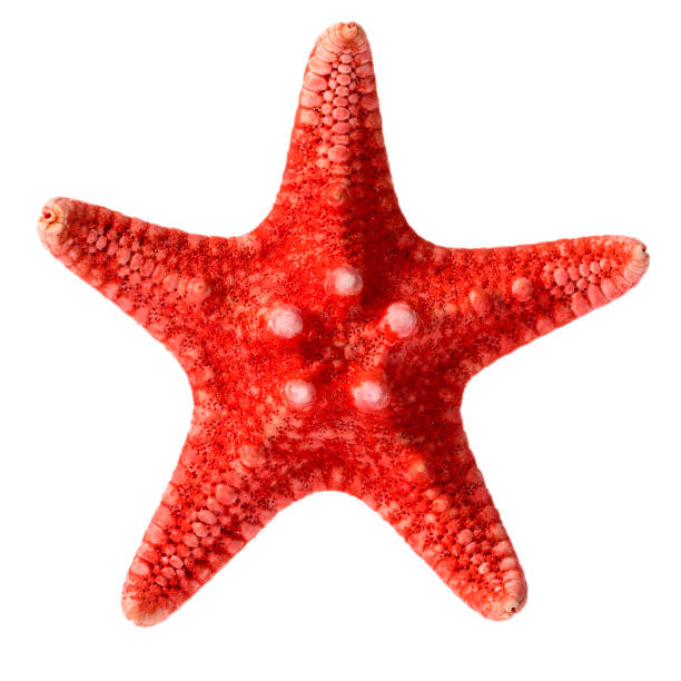 istock Dried red sea star isolated on white background, close up 1167625667