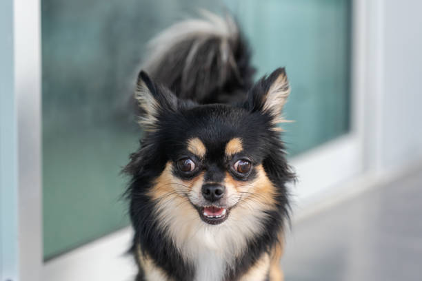 istock black chihuahua from straight faces 1167625951