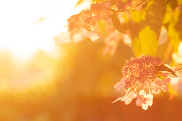 Hydrangea lacecap su sfondo ora d'oro - foto stock