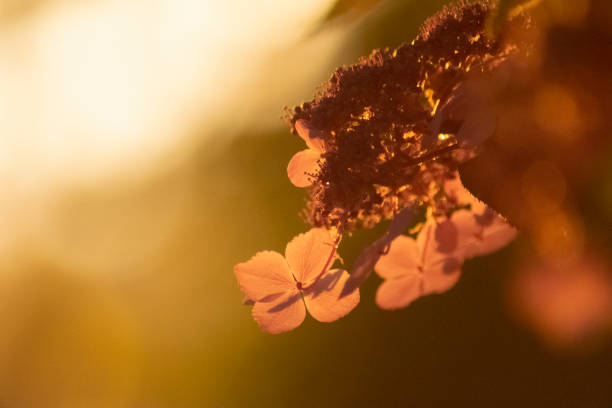 Lacecap Hydrangea at Golden Hour Background stock photo