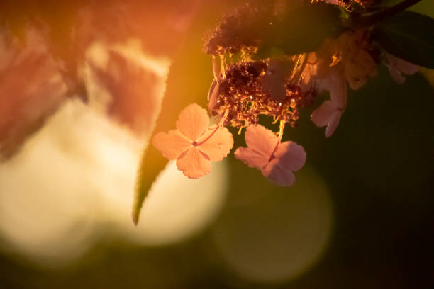 Lacecap Hydrangea at Golden Hour Background stock photo