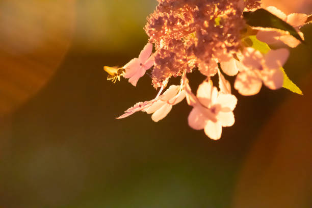 Hydrangea lacecap su sfondo ora d'oro - foto stock