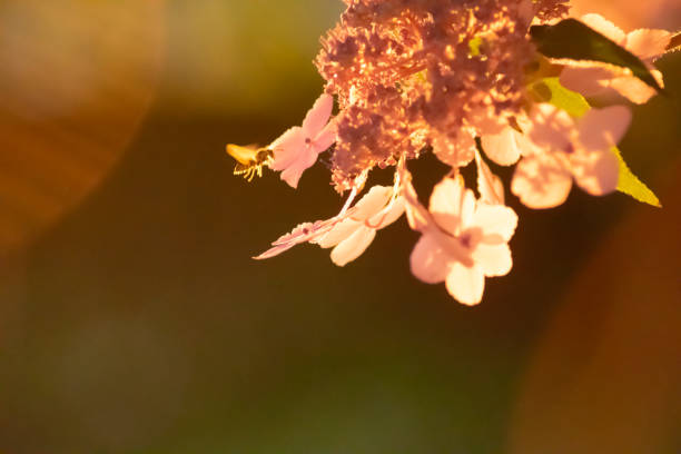 Lacecap Hydrangea at Golden Hour Background stock photo