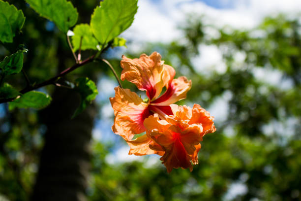 istock Hibiscus flower in a sunny day. 1167628340