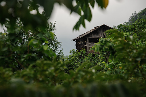 Landscape of the wooden house standing between the green tree branches in beautiful Adjara, Georgia