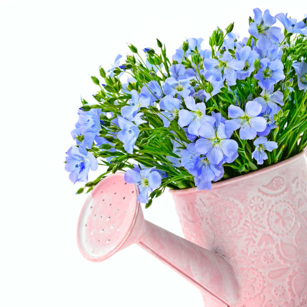 istock Flax flowers in a watering can isolated on white background. 1167631003