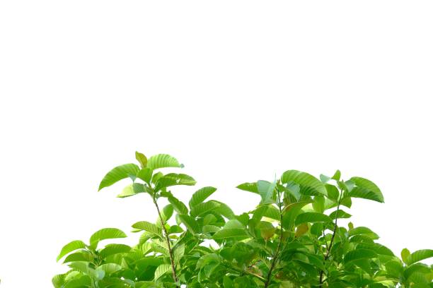 istock Tropical tree leaves with branches on white isolated background 1167631429