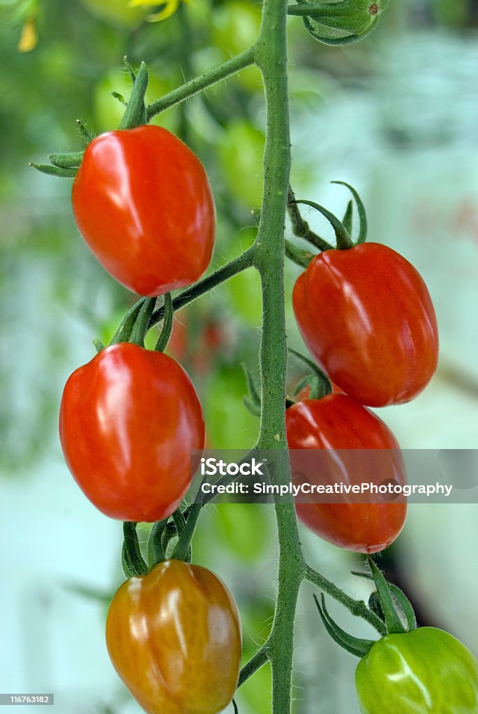 Maturação Tomates uva - Royalty-free Agricultura Foto de stock