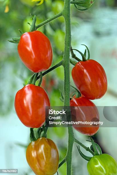 Maturação Tomates Uva - Fotografias de stock e mais imagens de Agricultura - Agricultura, Armação de Construção, Comida