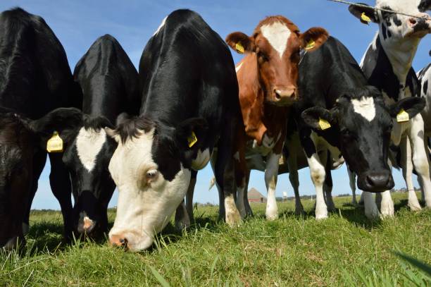 istock Young cows on Texel, The Netherlands 1167632322