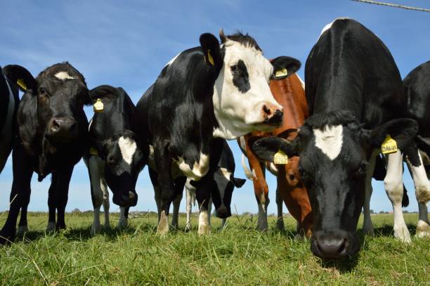 istock Young cows on Texel, The Netherlands 1167632332