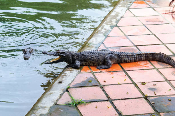 istock Crocodile near the pond on the farm. 1167632386