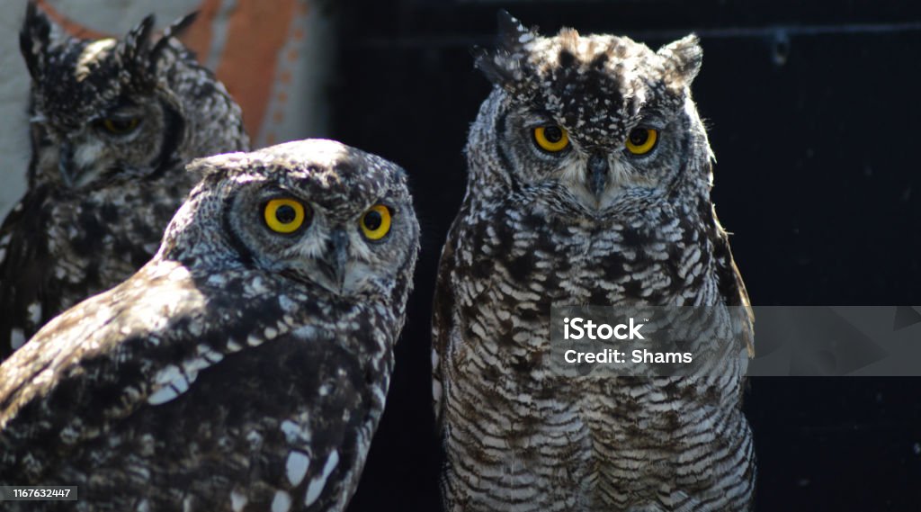 Close up do retrato de uma coruja de águia manchada bonito e bonita em um jardim zoológico em África do Sul - Foto de stock de Amarelo royalty-free Close up do retrato de uma coruja de águia manchada bonito e bonita em um jardim zoológico em África do Sul - Foto de stock de Amarelo royalty-free
