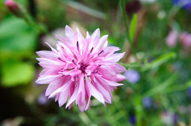 istock Pink cornflower flower in the garden, centaurea. 1167632777