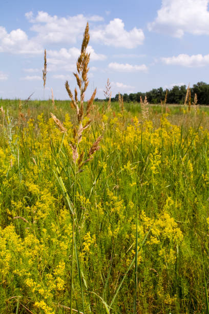 istock Green floral grassy meadow against the blue sky, selective focus 1167632811