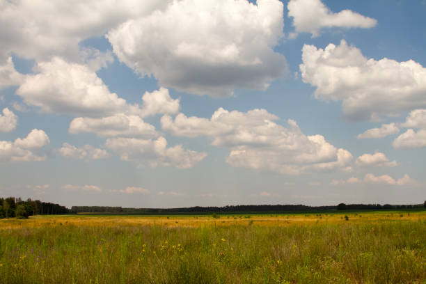 istock Green floral grassy meadow against the blue sky, selective focus 1167632816