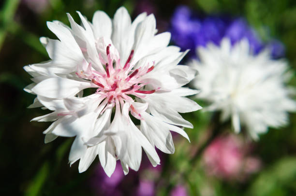 istock Bright white cornflower flower in the garden. 1167632848