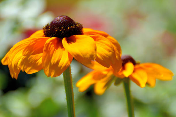 Close-up of a coneflower, yellow flower with pollen pistils, summery yellow flower surrounded by green leaves, sunshine on a flower