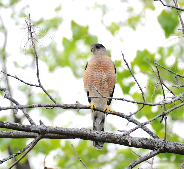 cooper's hawk, adult An adult cooper's hawk perches in a tree, allowing it to scan the surrounding area, looking for its songbird prey. galapagos hawk stock pictures, royalty-free photos & images