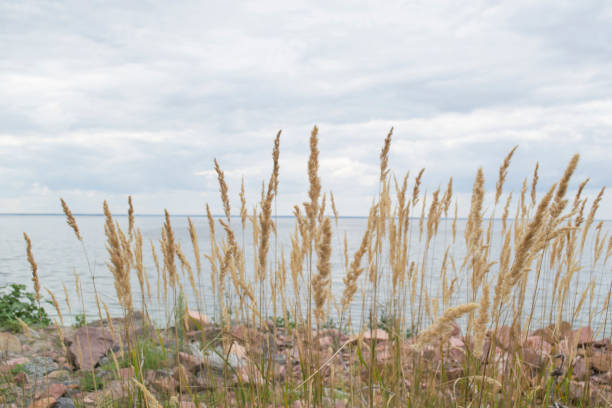 istock The bulrush on the coast line. 1167637068