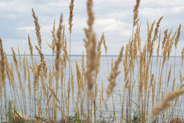 istock The bulrush on the coast line. 1167637672