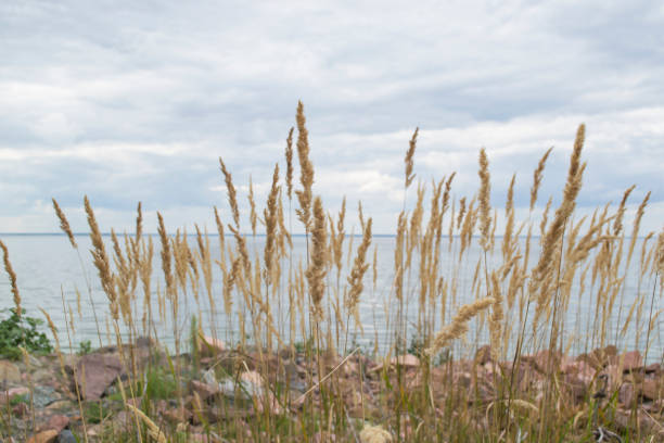 istock The bulrush on the coast line. 1167637722