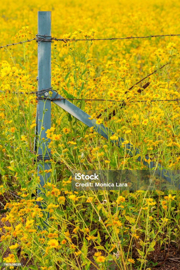 Mexican Sunflower Field with Flowers Crossing the Fence A field of Mexican sunflowers surrounds a fence in Flagstaff, Arizona. Wildflowers surrounding a barb wire fence. Nature crosses fences. Agricultural Field Stock Photo