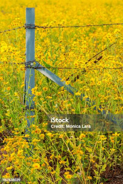 Mexican Sunflower Field With Flowers Crossing The Fence Stock Photo - Download Image Now