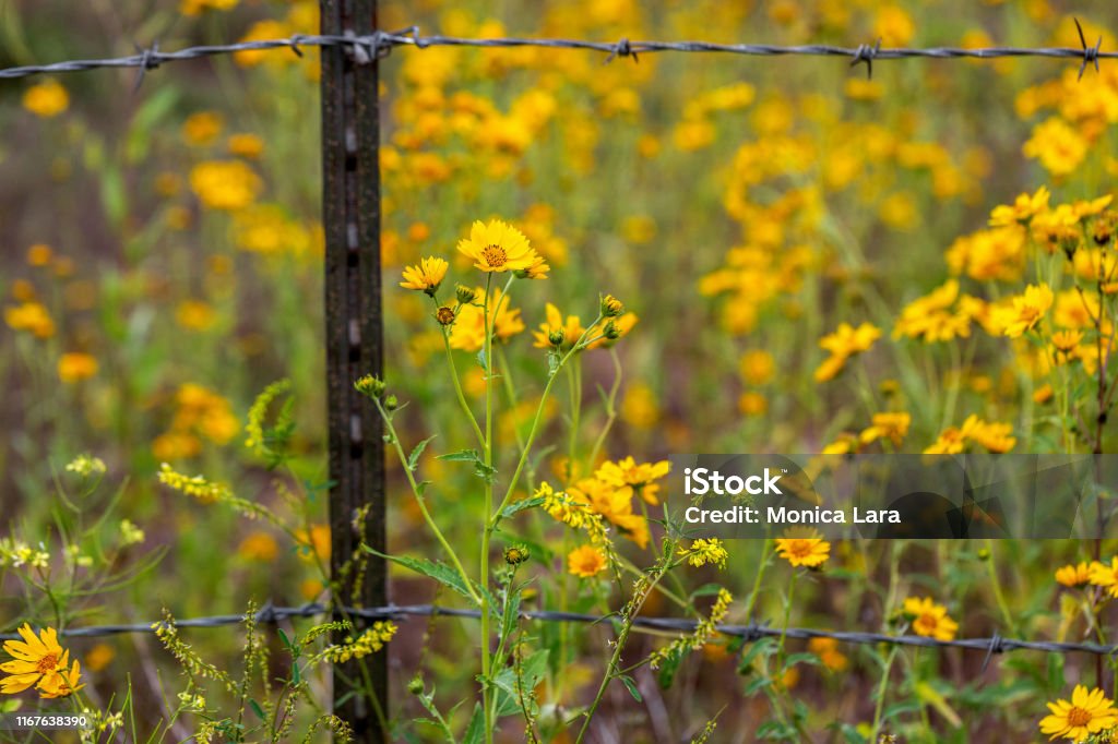 Mexican Sunflowers on Both Sides of the  Barb Wire Fence A barb wire fence in a field of Mexican sunflowers is crossed by the wildflowers in Flagstaff, Arizona. No fences for nature. Agricultural Field Stock Photo