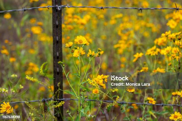 Mexican Sunflowers On Both Sides Of The Barb Wire Fence Stock Photo - Download Image Now
