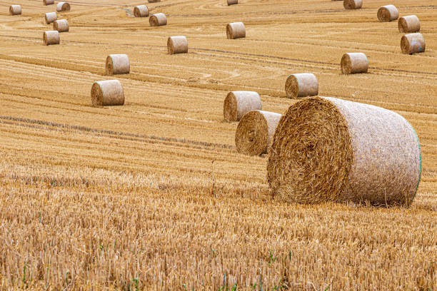 istock Hay Bales in the Countryside 1167640570