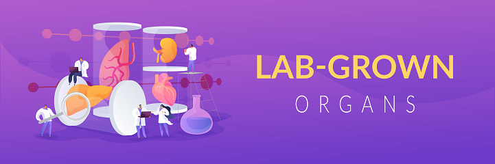 Growing body parts in science laboratory. Great scientific achievement, success Lab-Grown Organs, bioartificial organs, artificial organ concept. Header or footer banner template with copy space.